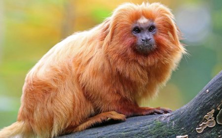 Gestolen gouden leeuwaapje uit Franse dierentuin tien jaar later gevonden in Slowakije