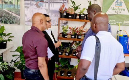 InVitroPlants Grassalco tekent MoU met Guyanees landbouwbedrijf