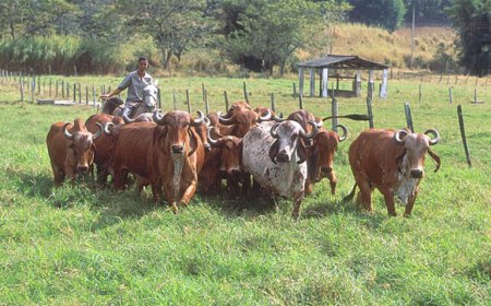 Ramlagan hekelt wanorde rond melkvee, import en controle bij LVV