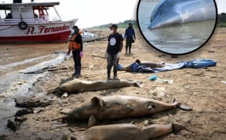 Tragedie in Brazilië: Dolfijnen sterven massaal in kokend heet meer