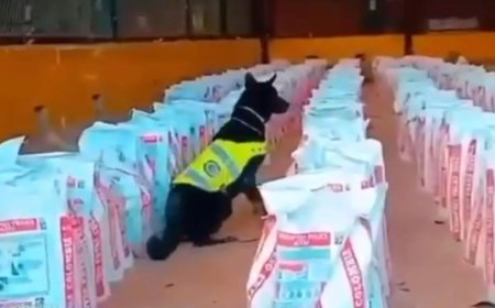 Colombia onderschept 14 ton cocaïne in grootste inbeslagname in 10 jaar