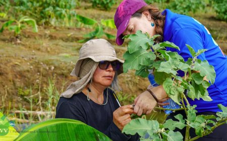 Internationale experts helpen Suriname bij bestrijding landbouwplagen