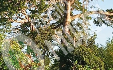 Man (50) zwaargewond na val uit kankantrieboom