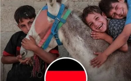 Duitsland vangt vier gewonde ezels uit Gaza op, maar weigert nog steeds zieke Palestijnse kin