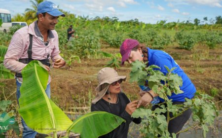 Internationale experts ondersteunen LVV bij aanpak insectenplagen