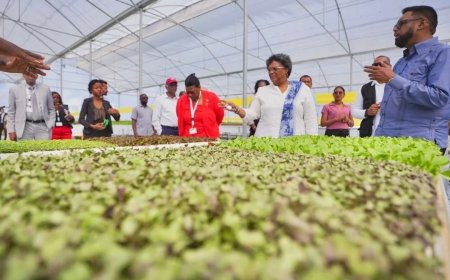 Suriname blijft achter op Guyana in landbouwontwikkeling: “Slogans vullen geen schepen met ex