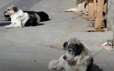 Marokko overweegt massaal doden van zwerfhonden voor WK 2030