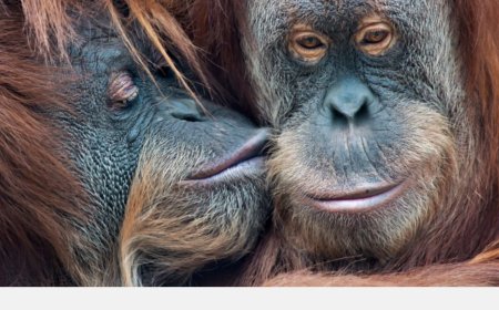 Eerste zoen vond al 21 miljoen jaar geleden plaats