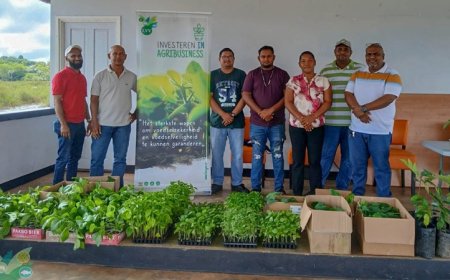LVV schenkt ruim 1000 plantjes aan Pikin Saron om voedselonafhankelijkheid te stimuleren