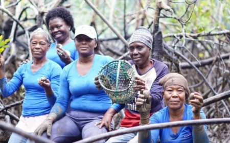Onderzoek — Afro-nazaten verminderen ontbossing en slaan meer koolstof op