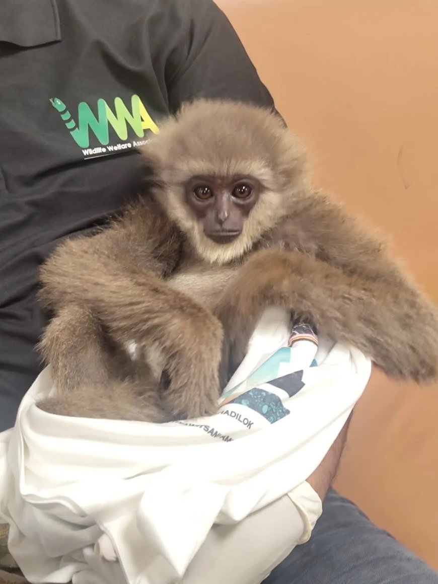 Douane vliegveld Mumbai, India, ontdekt twee apen in bagage passagier