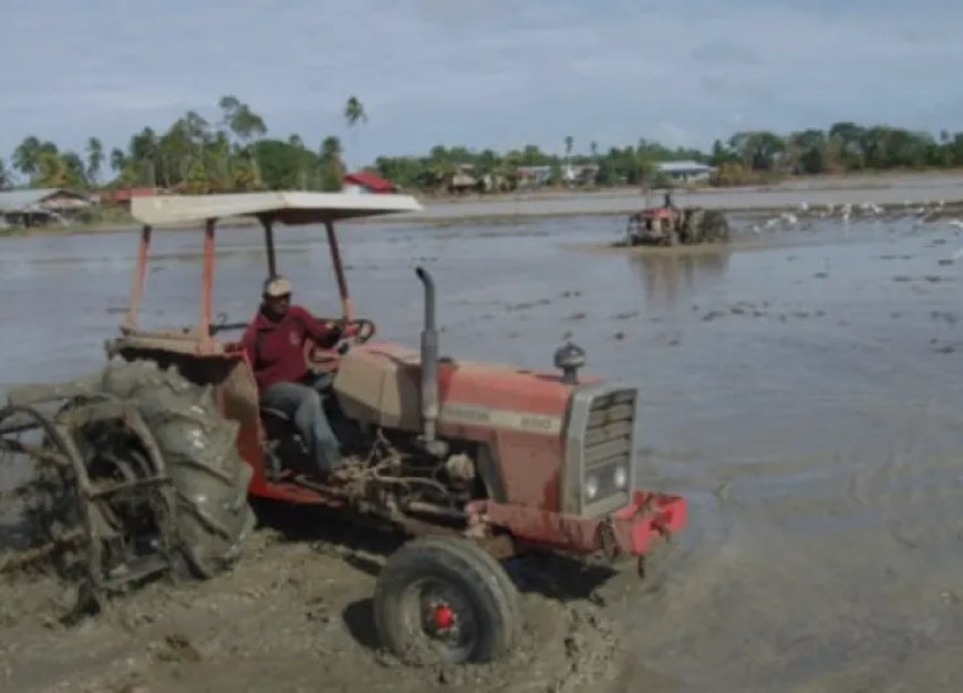 Voorbereidingen padieinzaai vinden volop plaats