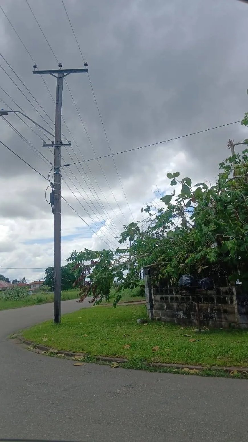Het belang van boomonderhoud in Suriname