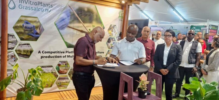 InVitroPlants Grassalco tekent intentieverklaring met Guyanees landbouwbedrijf
