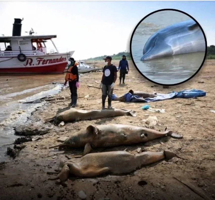 Tragedie in Brazilië: Dolfijnen sterven massaal in kokend heet meer