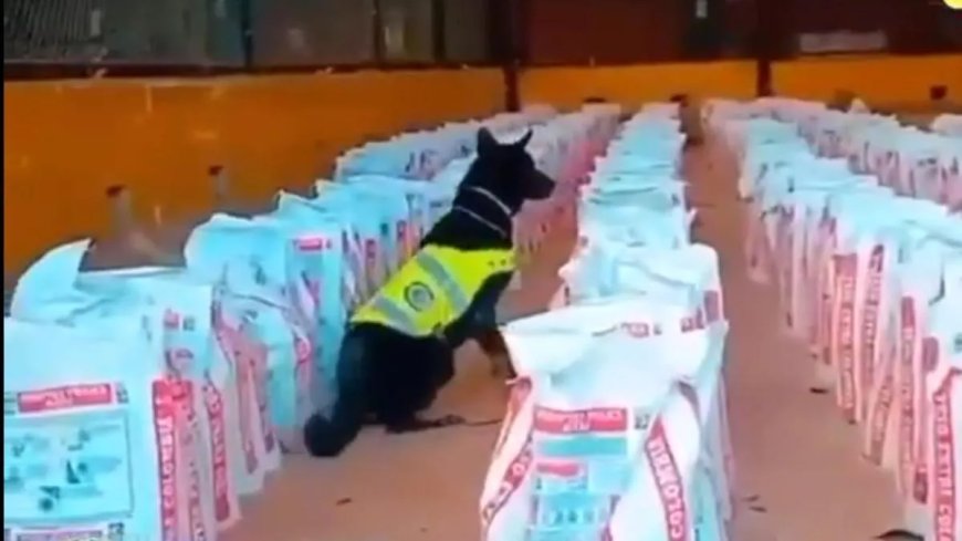 Colombia onderschept 14 ton cocaïne in grootste inbeslagname in 10 jaar