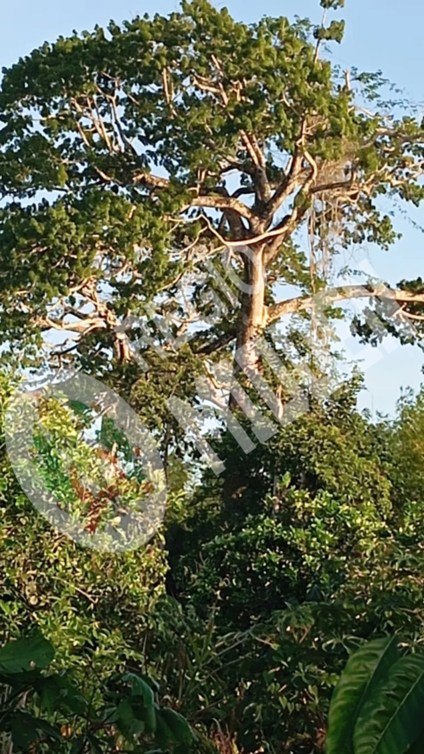 Man (50) zwaargewond na val uit kankantrieboom