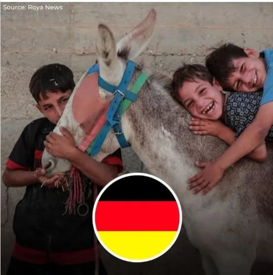 Duitsland vangt vier gewonde ezels uit Gaza op, maar weigert nog steeds zieke Palestijnse kin