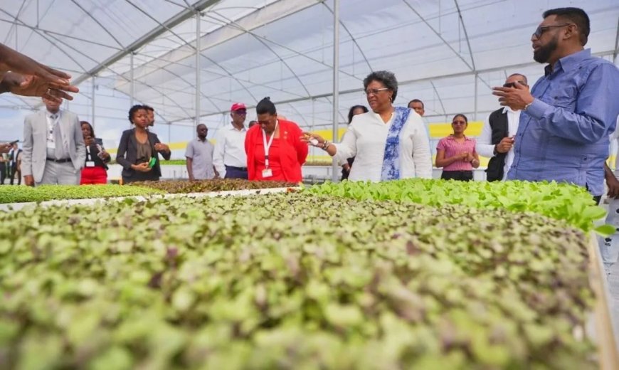 Suriname blijft achter op Guyana in landbouwontwikkeling: “Slogans vullen geen schepen met ex