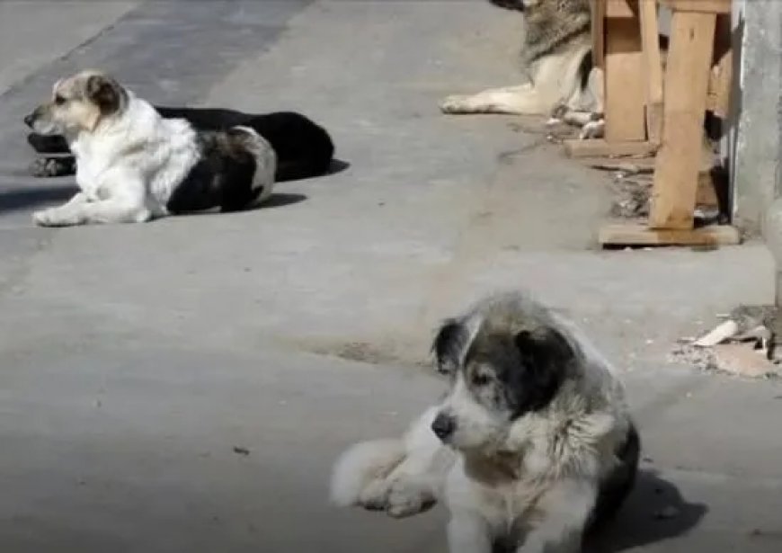 Marokko overweegt massaal doden van zwerfhonden voor WK 2030