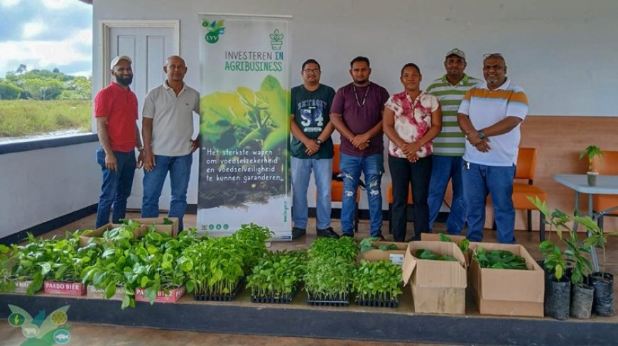 LVV schenkt ruim 1000 plantjes aan Pikin Saron om voedselonafhankelijkheid te stimuleren