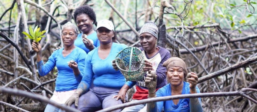 Onderzoek — Afro-nazaten verminderen ontbossing en slaan meer koolstof op