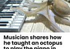 Zweedse man leert huisdier-octopus piano spelen