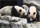 Opmerkelijk – De enige twee panda’s van Japan worden teruggestuurd naar China