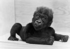 Weetje van de dag – Vandaag i n 1967: Eerste gorilla geboren in gevangenschap
