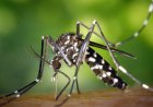 Klimaatverandering vergroot muskietenplaag, maar dengue blijft stabiel