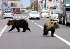 Overlast veroorzakende beren in Japan belanden op de menukaart