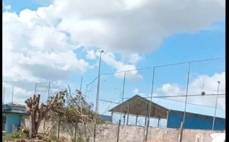 Burgers bezorgd over verwijderde bomen bij scholen: “Onze kinderen verliezen hun natuurlijke 