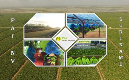 FAI-directeur aangehouden wegens mogelijke financiële fraude