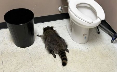 Dronken wasbeer in Virginia (VS) na bezoekje aan slijterij 