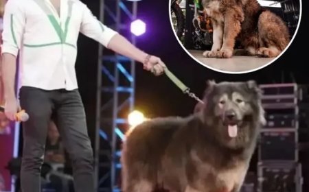 Zakenman koopt mogelijk duurste hond ter wereld