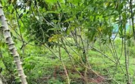 CELOS slaat alarm: snelle toename cassaveziekte vraagt onmiddellijke alertheid