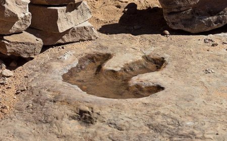 Recordaantal fossiele voetafdrukken van dinosaurussen geïdentificeerd in Bolivia