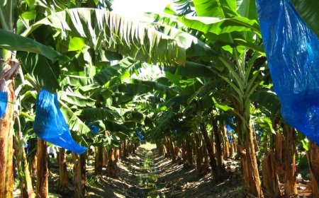 LVV-minister: Bacovenbedrijf FAI draaide als een bacovenwinkel