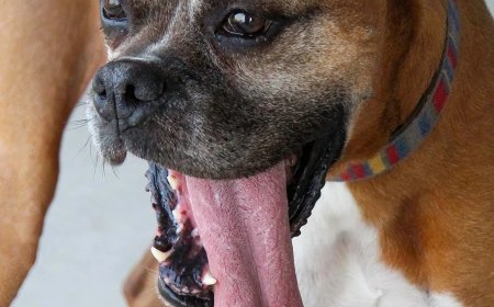 Opmerkelijk – Tong van 19.5 cm van hond in Oklahoma (VS) is langste ter wereld