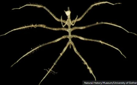 Diepzeemijnbouw in Stille Oceaan leidt tot vondst honderden onbekende diersoorten