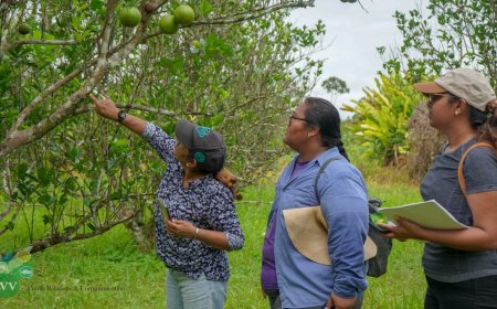 Citrusproject IDB geeft nieuwe impuls aan teeltontwikkeling