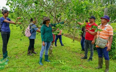 Nieuwe training moet citrusproductie in Saramacca versterken