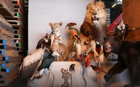 Opgezette leeuwen, apen en paradijsvogels in beslag genomen in Noord-Brabant