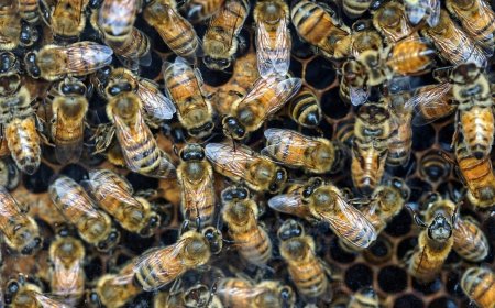 Brandweer redt 85-jarige vrouw na bijenaanval