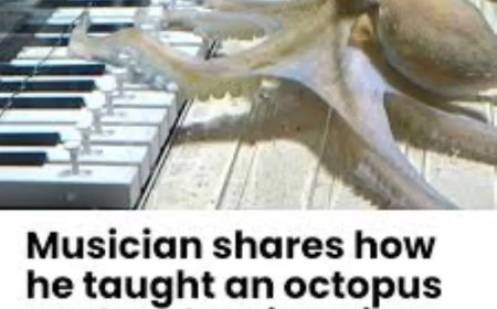 Zweedse man leert huisdier-octopus piano spelen