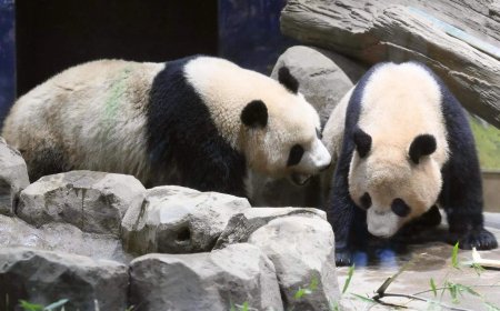Opmerkelijk – De enige twee panda’s van Japan worden teruggestuurd naar China