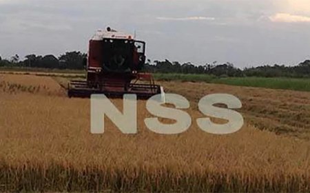 LVV levert zaaizaad en zoekt lagere rente voor rijstboeren