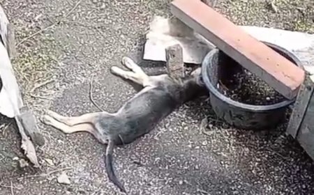 Criminelen sparen trouwe vrienden niet