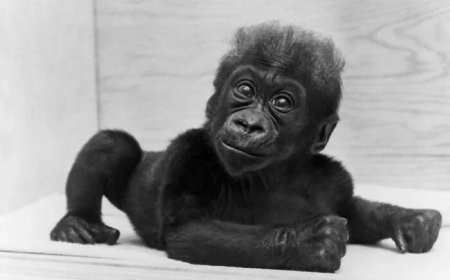 Weetje van de dag – Vandaag i n 1967: Eerste gorilla geboren in gevangenschap