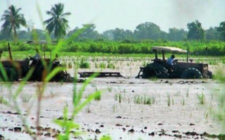 Rijstboeren verdienen eerlijkheid en ondersteuning, geen politieke aanklachten